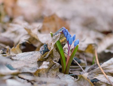 Mavi kar damlası, bir bahar günü ormanda çuha çiçekleri, doğal arka plan, yerleştirmek için boş alan.