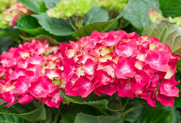 Kırmızı macrophylla hydrangea ya da arka planda taze yeşil yapraklı ortanca çalısı, güneşli bir yaz gününde bahçede.