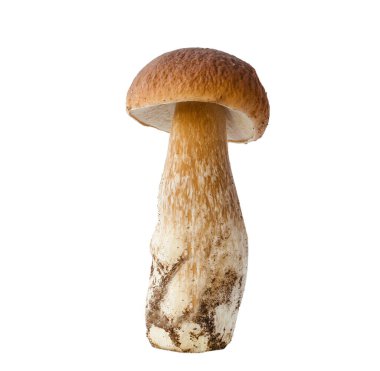 Kahverengi şapkalı ve beyaz arka planda izole edilmiş yenilebilir porcini mantarı.