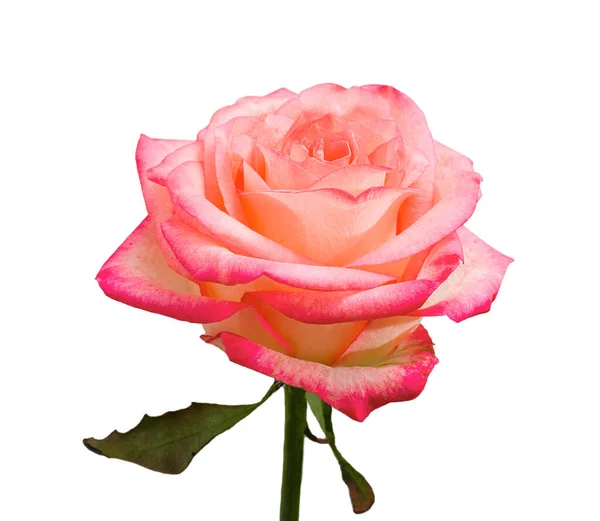 Vacker Naturlig Ros Blomma Isolerad Vit Bakgrund Närbild Royaltyfria Stockfoton