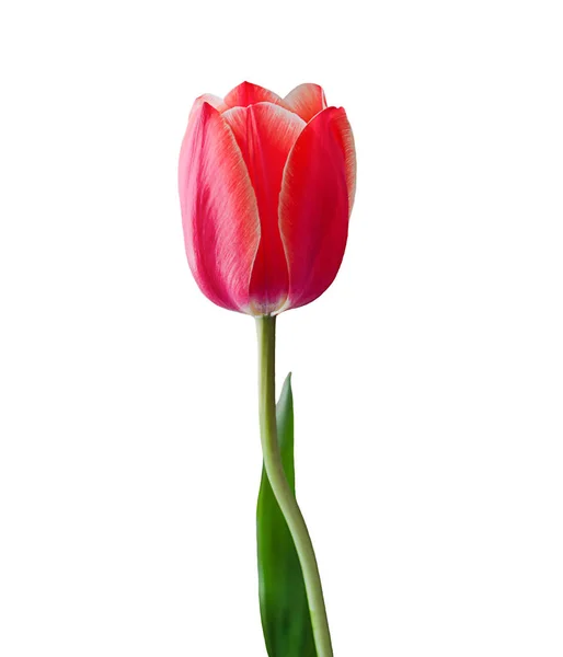 Tulip Flower Red Color Isolated White Background Space Insert Congratulatory — Stock Photo, Image