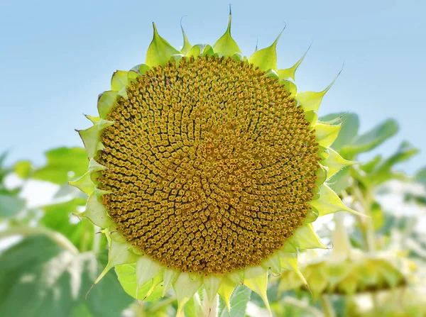 green sunflower basket against the blue sky ,close-up