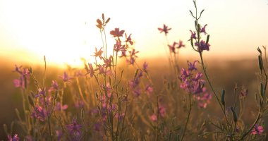 Beautiful wilde weeds and flowers close up