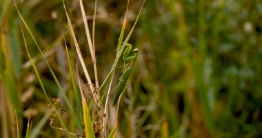 Close up of European mantis or Mantis religiosa in the grass