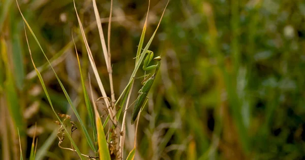 Close up of European mantis or Mantis religiosa in the grass
