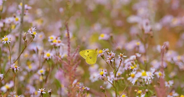 Close Butterfly Colorful Flowers — Zdjęcie stockowe