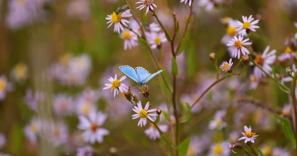 Close Butterfly Colorful Flowers — Foto Stock