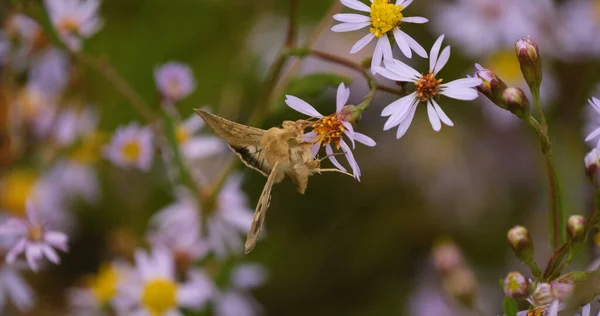 Close Butterfly Colorful Flowers — 스톡 사진