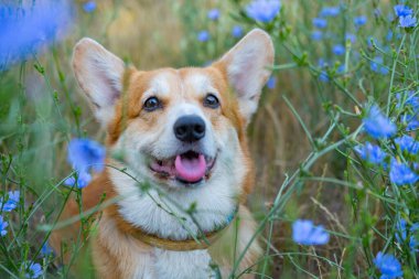 Portrait of funny corgi dog outdoors in the park