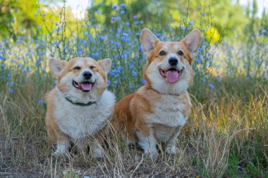 Two cute corgis posing in the park