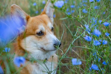 Portrait of funny corgi dog outdoors in the park