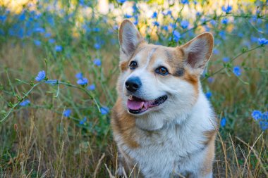 Portrait of funny corgi dog outdoors in the park