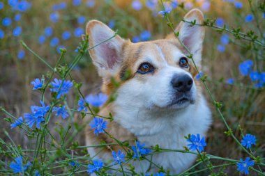 Portrait of funny corgi dog outdoors in the park