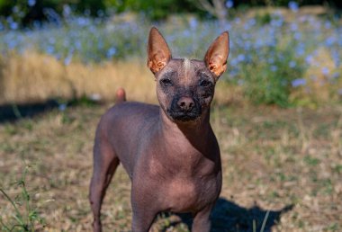 Xoloitzcuintle dog portrait outdoors