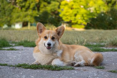 Portrait of funny corgi dog outdoors in the park