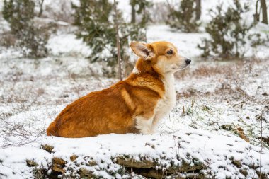 Funny corgi dog in the snow
