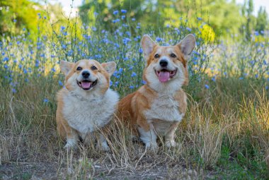 Two cute corgis posing in the park