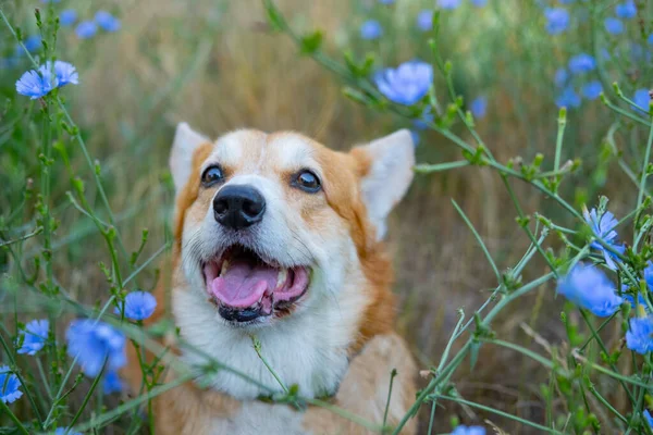 Portrait Funny Corgi Dog Outdoors Park — Stockfoto