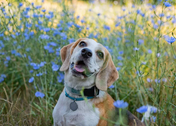 Beagle Dog Portrait Flowers — Zdjęcie stockowe