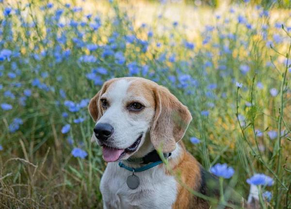 Beagle Dog Portrait Flowers — Stockfoto