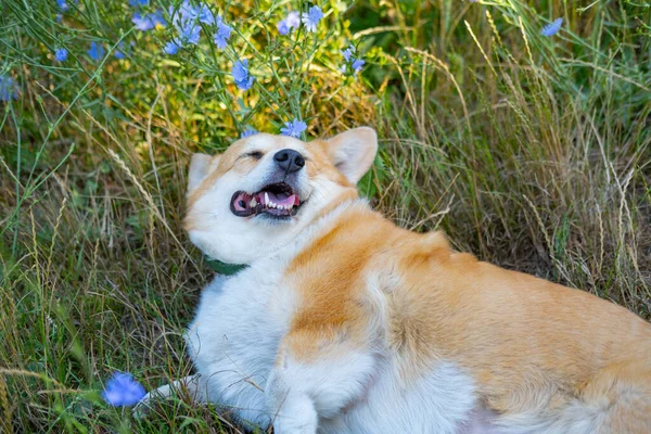 Portrait Funny Corgi Dog Outdoors Park — ストック写真