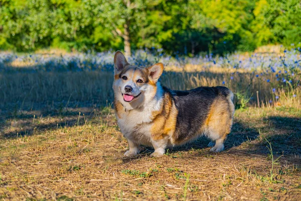 Portrait Funny Corgi Dog Outdoors Park — 图库照片