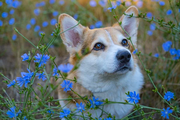 Portrait Funny Corgi Dog Outdoors Park — Fotografia de Stock