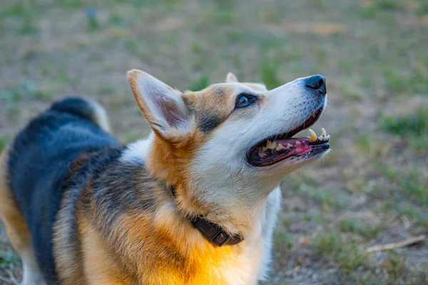 Portrait Funny Corgi Dog Outdoors Park – stockfoto