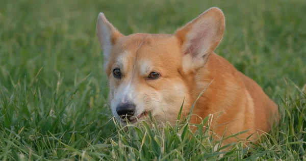 Portrait Funny Corgi Dog Outdoors Park — ストック写真