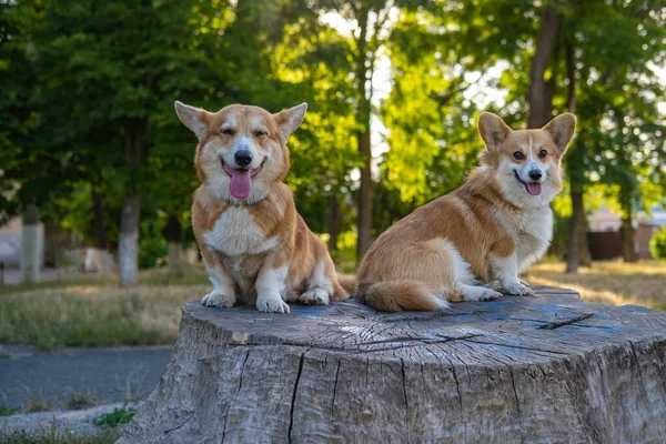 Two Cute Corgis Posing Park — Stockfoto
