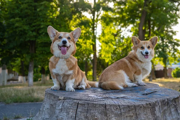 Two Cute Corgis Posing Park — Stockfoto
