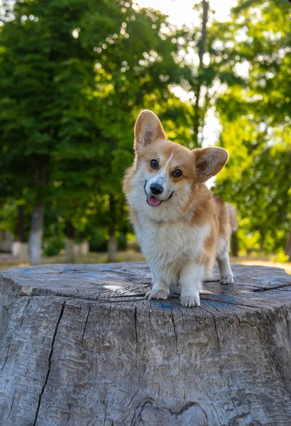 Portrait Funny Corgi Dog Outdoors Park — ストック写真