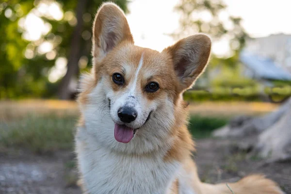 Portrait Funny Corgi Dog Outdoors Park — Stok fotoğraf