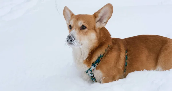Funny Corgi Dog Snow — Stock Photo, Image