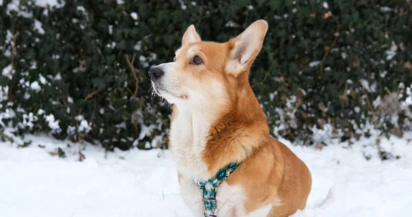 Funny corgi dog in the snow