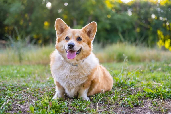 Portrait Funny Corgi Dog Outdoors Park — Stockfoto