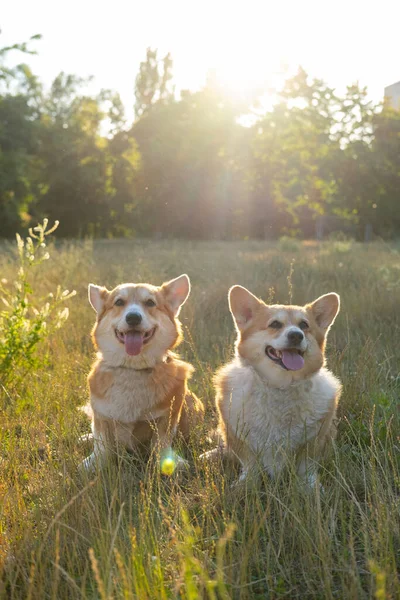 Two Cute Corgis Posing Park — Stockfoto