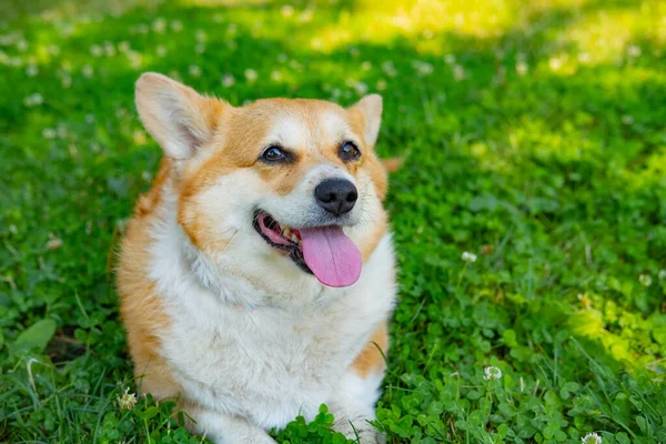 Portrait Funny Corgi Dog Outdoors Park — Zdjęcie stockowe