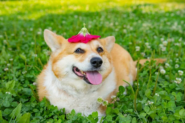 Portrait Funny Corgi Dog Outdoors Park — Stock Photo, Image