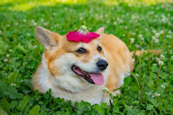 Portrait Funny Corgi Dog Outdoors Park — 스톡 사진