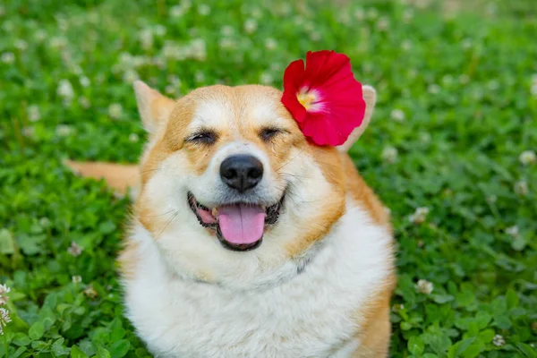 Portrait Funny Corgi Dog Outdoors Park — Stok Foto