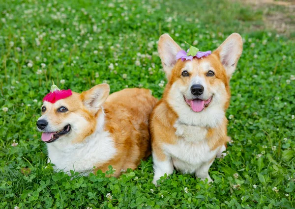 Two cute corgis posing in the park