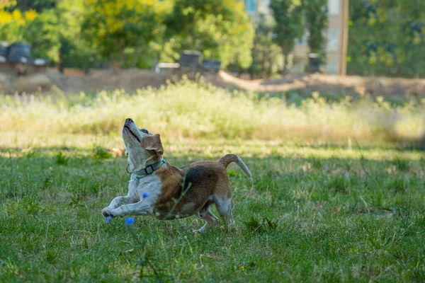 Beagle Dog Play Ball Grass —  Fotos de Stock
