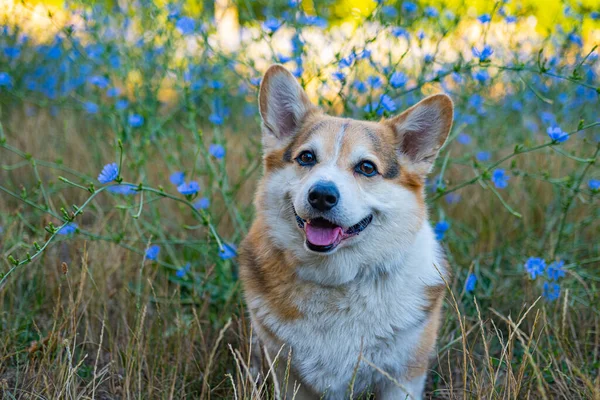 Portrait Funny Corgi Dog Outdoors Park lizenzfreie Stockbilder