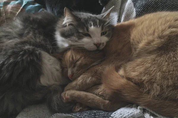 Twee Kittens Rustend Een Warm Huis Safe — Stockfoto