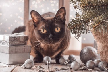Xmas arka planında Birmanya kedisi