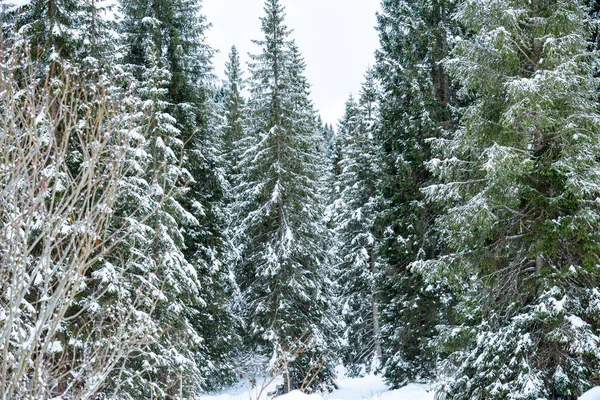 Snowy Dennenbomen Bergen Een Bewolkte Winterdag Natuurlijke Achtergrond — Stockfoto