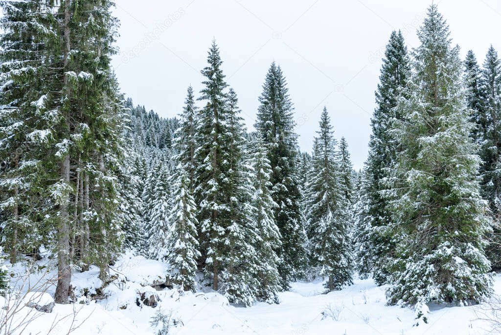 View of a winter mountain forest on a cloudy day. Natural background.