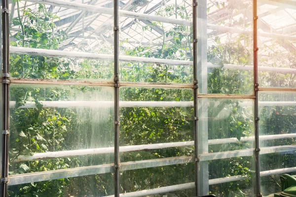 Tomato Plants Growing Glass Agricolture Greenhouse Heated Geothermal Energy Iceland — Stock Photo, Image