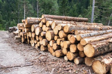 Stack of sawn logs along a logging road in the mountains. Timber industry. clipart